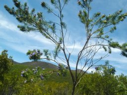 Psoralea pinnata